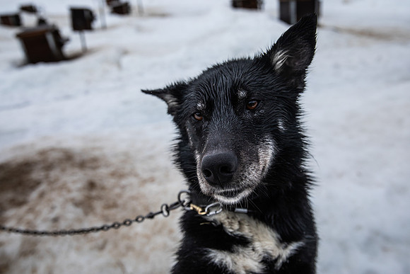 20260319_KILGORE DOG SLEDDING-5918