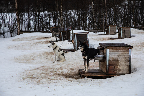 20260319_KILGORE DOG SLEDDING-5915
