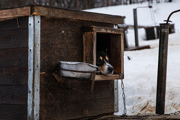 20260319_KILGORE DOG SLEDDING-5922