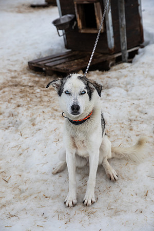 20260319_KILGORE DOG SLEDDING-5916