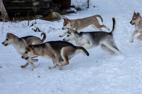 20211107_Engholm Husky-6996