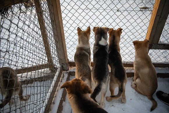 20211107_Engholm Husky-7452-2