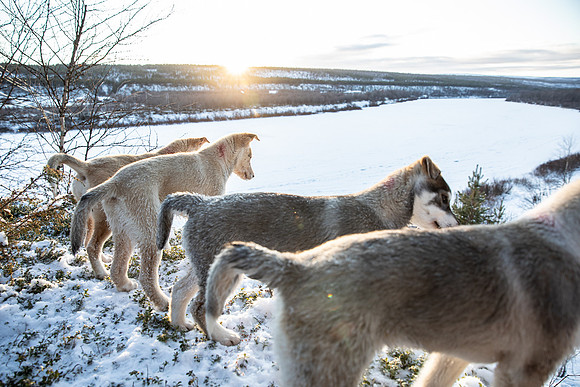 20211107_Engholm Husky-7705