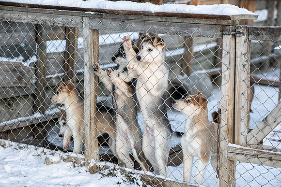 20211107_Engholm Husky-6970