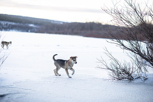 20211107_Engholm Husky-7318
