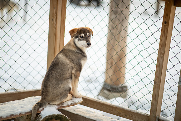 20211107_Engholm Husky-6892