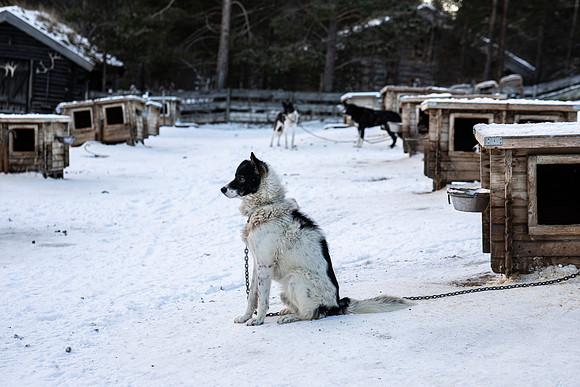 20211107_Engholm Husky-6917