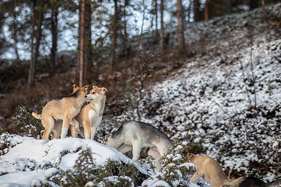 20211107_Engholm Husky-7344