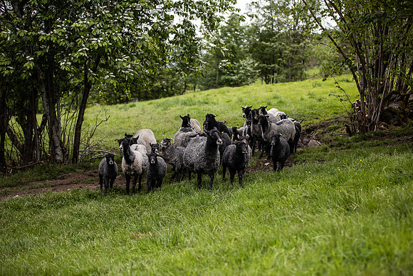 20230605_TunheimsFjora-8035