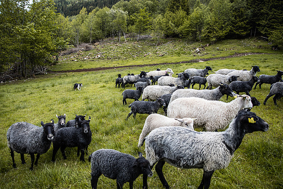 20230605_TunheimsFjora-8810