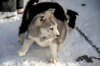 20181220_huskypuppies-9326