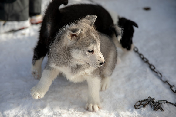 20181220_huskypuppies-9326