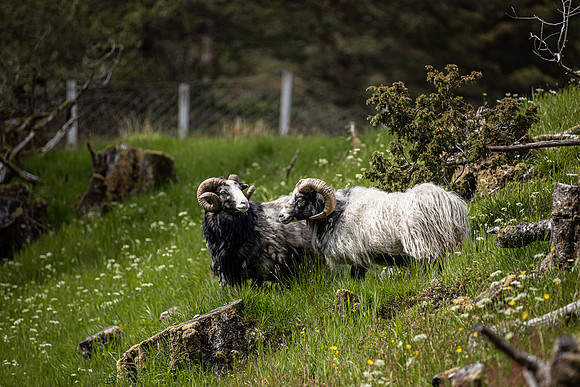 20230606_TunheimsFjora day 2-8132