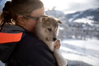 20181220_huskypuppies-9330