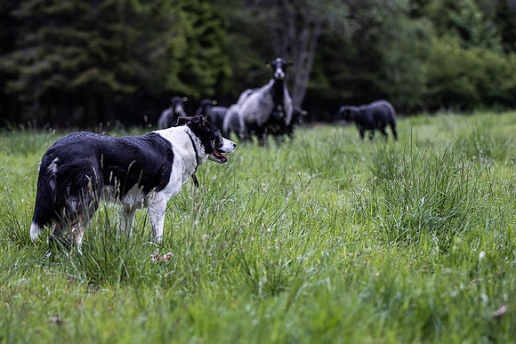20230605_TunheimsFjora-8004