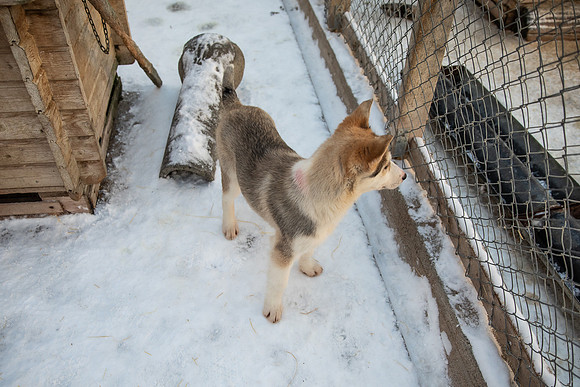 20211107_Engholm Husky-7447-2