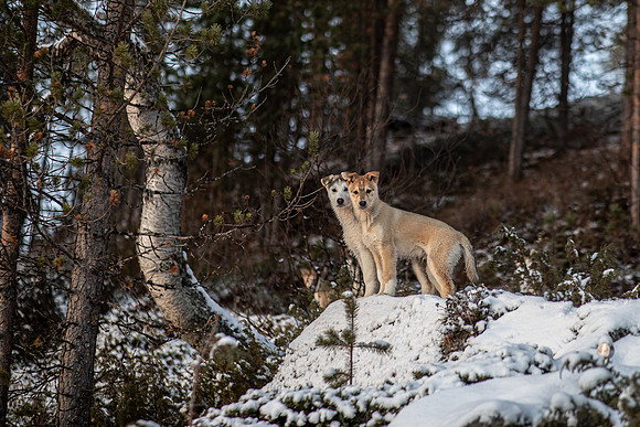 20211107_Engholm Husky-7347