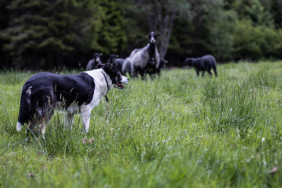 20230605_TunheimsFjora-8004