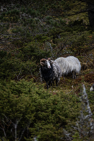 20230606_TunheimsFjora day 2-8137