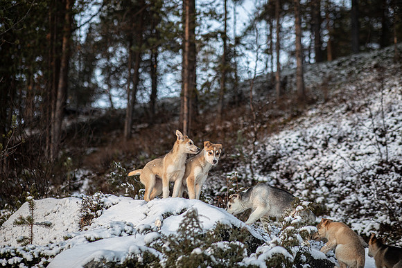 20211107_Engholm Husky-7343