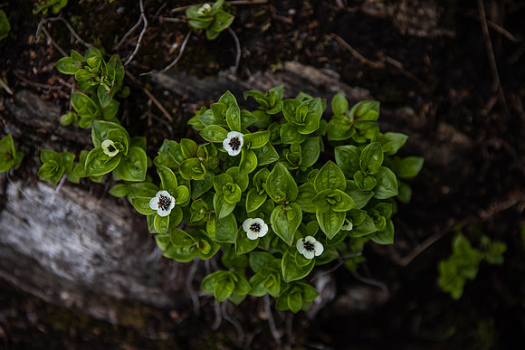 20230605_TunheimsFjora-8964