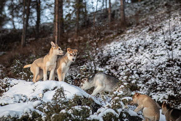 20211107_Engholm Husky-7343-2