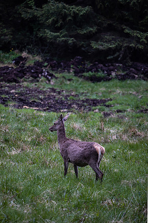 20230606_TunheimsFjora day 2-8103