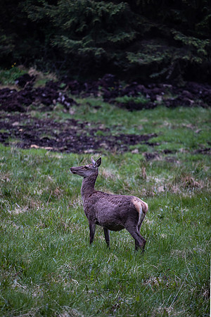 20230606_TunheimsFjora day 2-8102