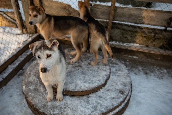 20211107_Engholm Husky-7453-2