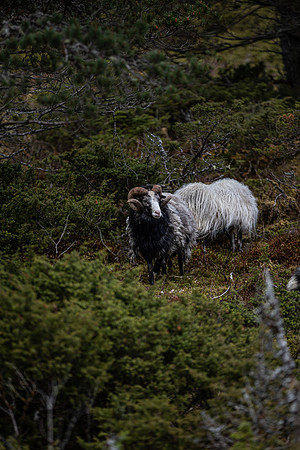 20230606_TunheimsFjora day 2-8137