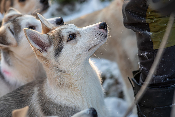 20211107_Engholm Husky-7072
