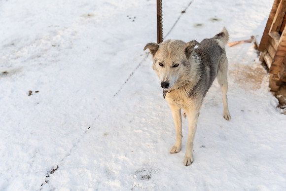 20211107_Engholm Husky-7503-2