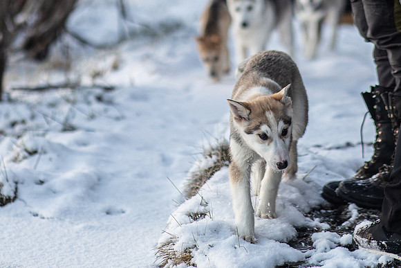 20211107_Engholm Husky-7311-2