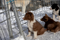 20181220_huskypuppies-9313