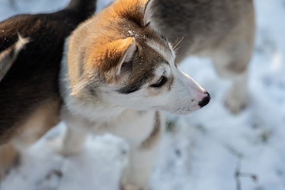 20211107_Engholm Husky-7102