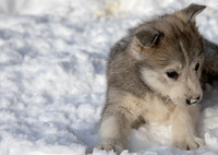 20181220_huskypuppies-9322