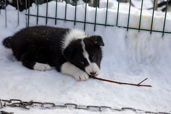 20181220_huskypuppies-9347