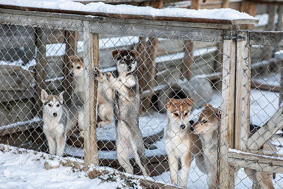 20211107_Engholm Husky-6977
