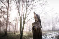 20201206_Gruffolo-8066