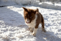20181220_huskypuppies-9307
