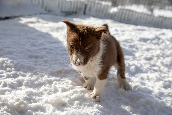 20181220_huskypuppies-9307