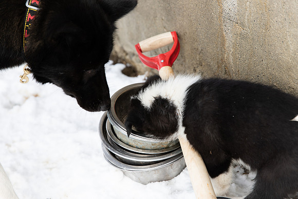 20181220_huskypuppies-9360