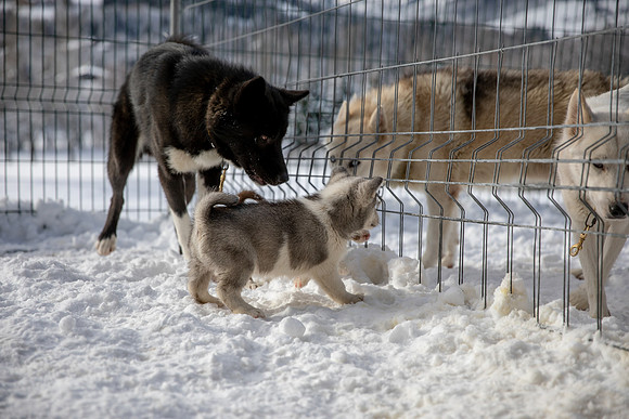 20181220_huskypuppies-9335