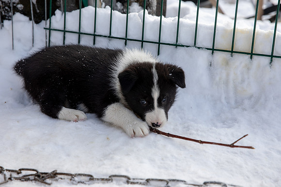 20181220_huskypuppies-9346