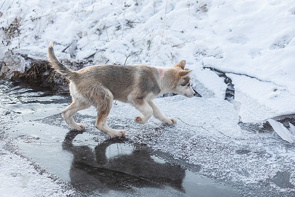 20211107_Engholm Husky-7132