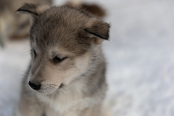 20181220_huskypuppies-9351