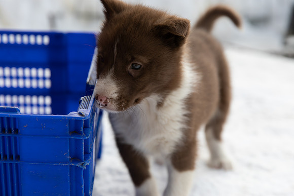 20181220_huskypuppies-9358