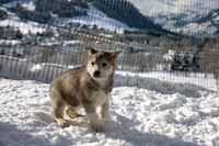 20181220_huskypuppies-9301