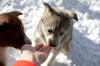 20181220_huskypuppies-9303