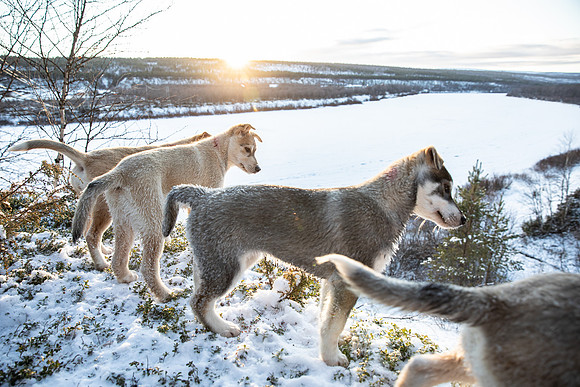 20211107_Engholm Husky-7706